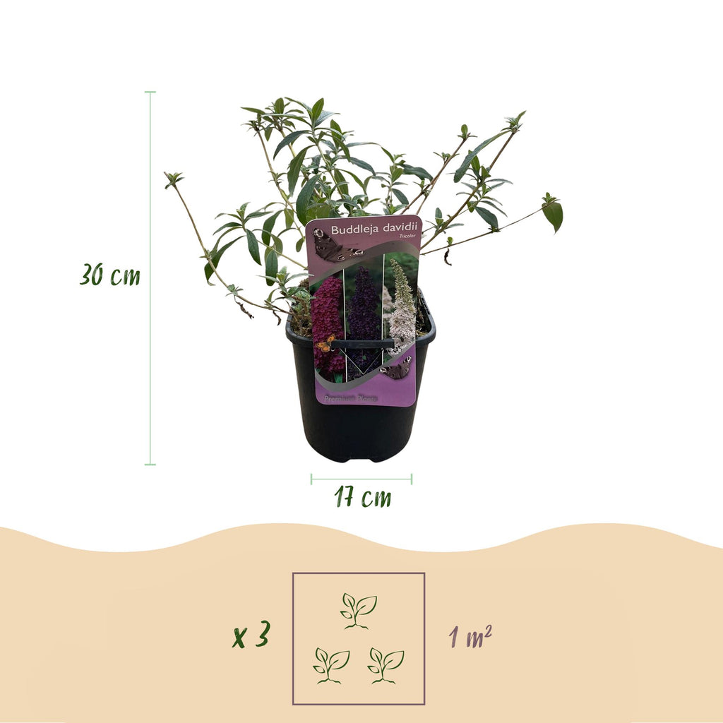 Buddleja davidii 'Tricolour' (arbre à papillons) – rose-blanc-violet – 3 plants, Ø17 cm, 30 cm de haut – photo 3