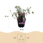 Buddleja davidii 'Tricolour' (arbre à papillons) – rose-blanc-violet – 3 plants, Ø17 cm, 30 cm de haut
