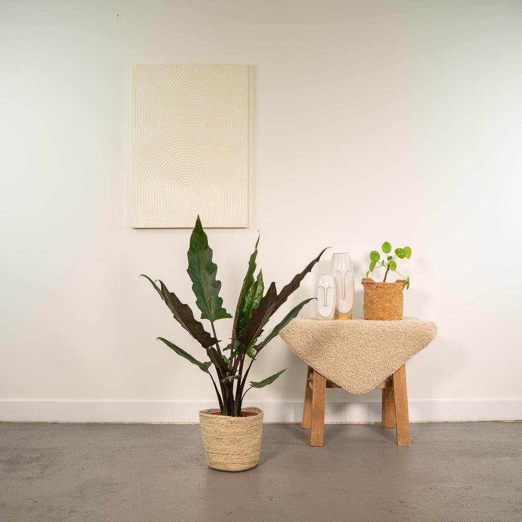 Alocasia Lauterbachiana (olifantsoor) met mand selin – Ø19 cm, 80 cm hoog – foto 2