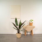 Alocasia Lauterbachiana (olifantsoor) met mand selin – Ø19 cm, 80 cm hoog