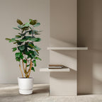 Polyscias Fabian (aralia) – Ø24 cm, 90 cm de haut