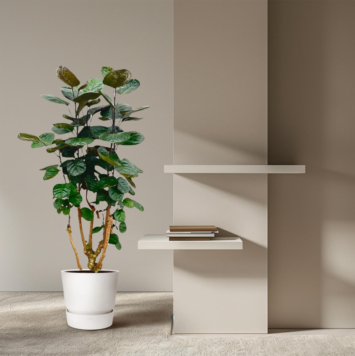 Polyscias Fabian (aralia) – Ø24 cm, 90 cm de haut
