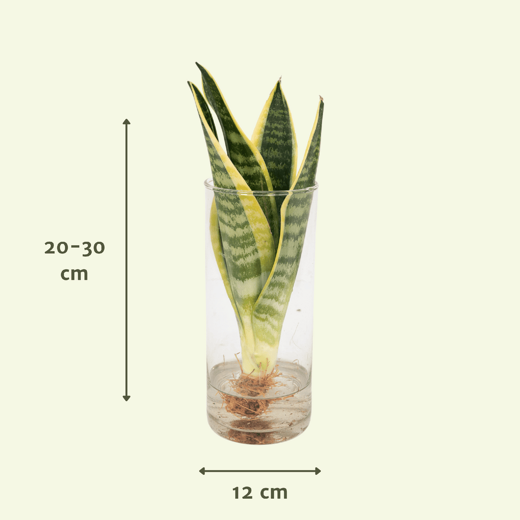 Sansevière en verre cylindrique (Sansevière) – Ø12 cm, 30 cm de haut – photo 4