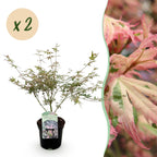 Acer palmatum 'Iyoshi' (Japanese maple) – pink – 2 plants, Ø19 cm, 70 cm high