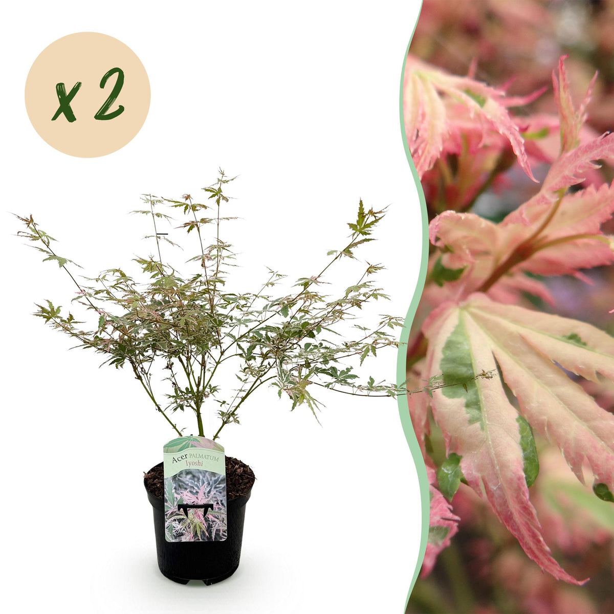 Acer palmatum 'Iyoshi' (Japanse esdoorn) – roze – 2 planten, Ø19 cm, 70 cm hoog