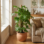 Monstera deliciosa XXL (Fensterblatt) – Ø27 cm, 140 cm hoch