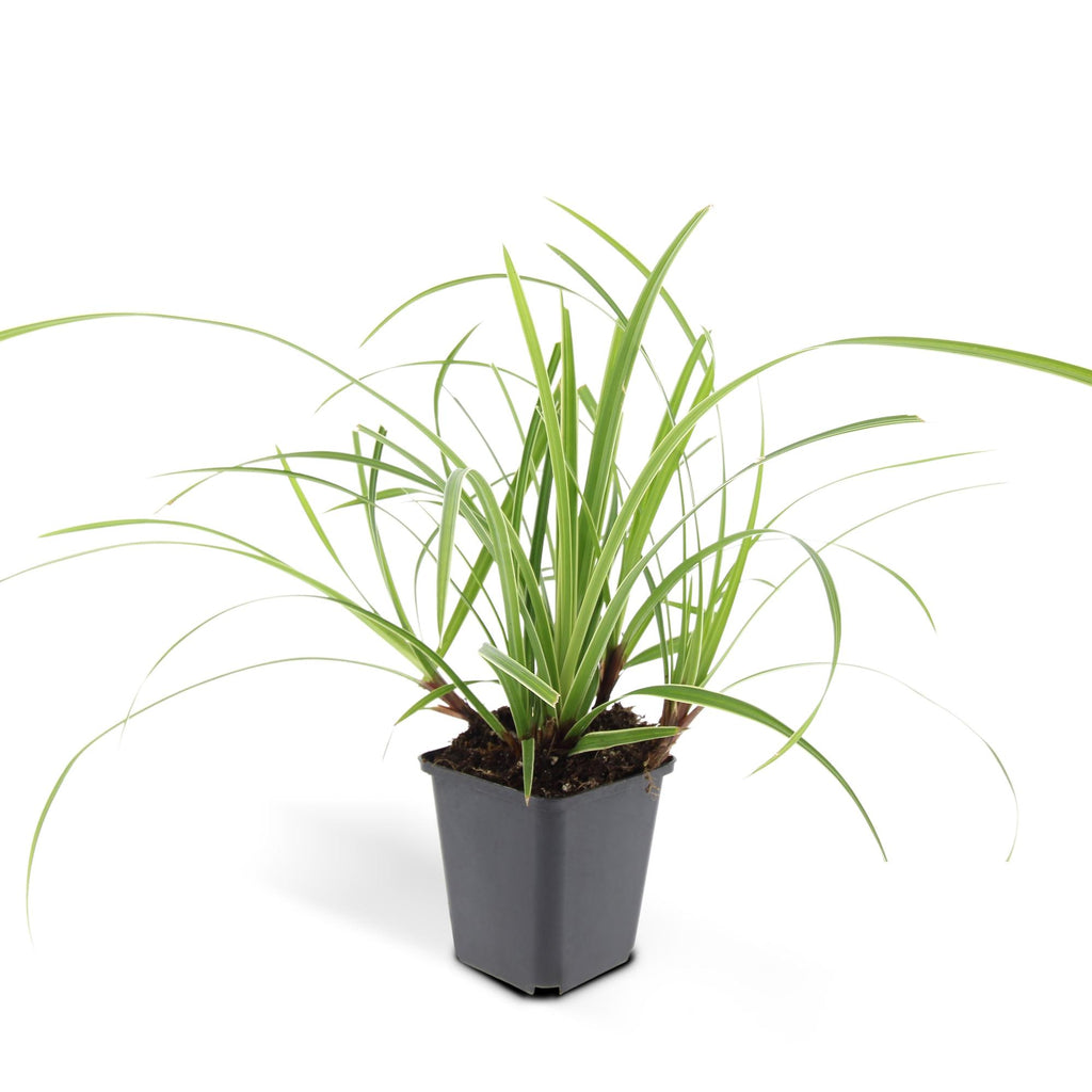 Carex morrowii 'Ice Dance' (Segge) – 6 Pflanzen, Ø9 cm, 10–25 cm hoch – Bild 3