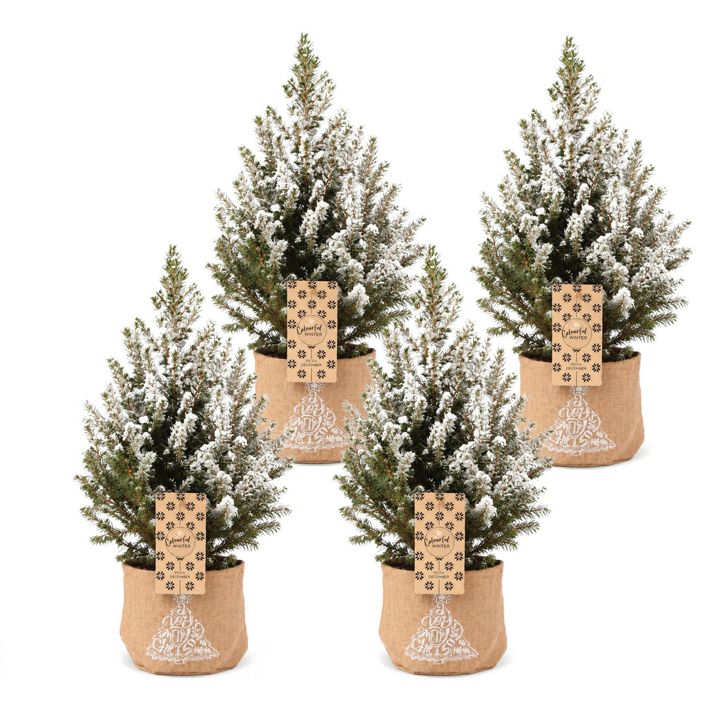 4× Picea glauca Conica (julegran) i jut sæk – Ø17 cm, 65 cm høj – hvid