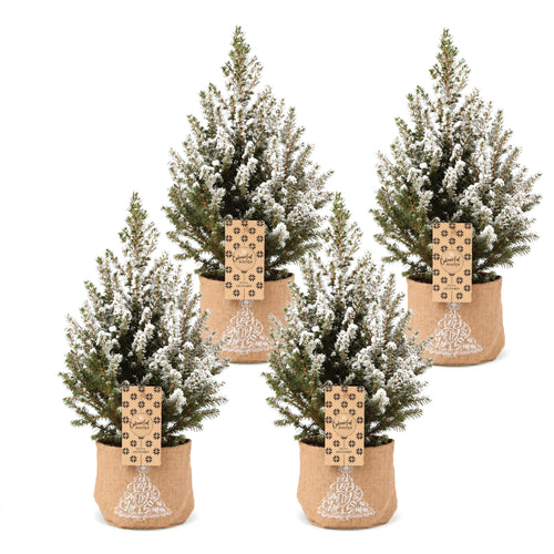 4× Picea glauca Conica (Weihnachtsbäumchen) in Jutesack – Ø17 cm, 65 cm hoch – weiß