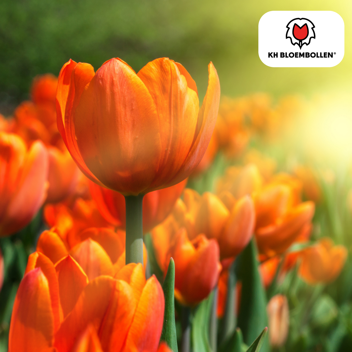 Tulpe 'Icoon' – 20 Blumenzwiebeln (Zwiebelgröße 11/12)