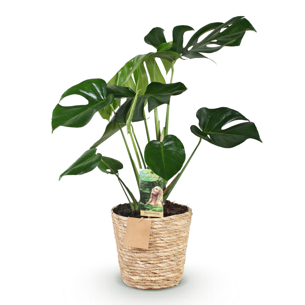 Monstera deliciosa (Fensterblatt) mit Korb – Ø 17 cm, 50–55 cm hoch
