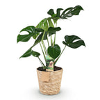 Monstera deliciosa (Fensterblatt) mit Korb – Ø 17 cm, 50–55 cm hoch