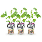 Ribes 'Jostabes' (currant bush) – 3 plants, Ø9 cm, 35 cm high