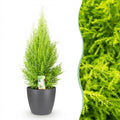 Cupressus Gold Crest Wilma (Zimmer-Lebensbaum) im grauen Kunststofftopf – Ø 21 cm, 85–95 cm hoch