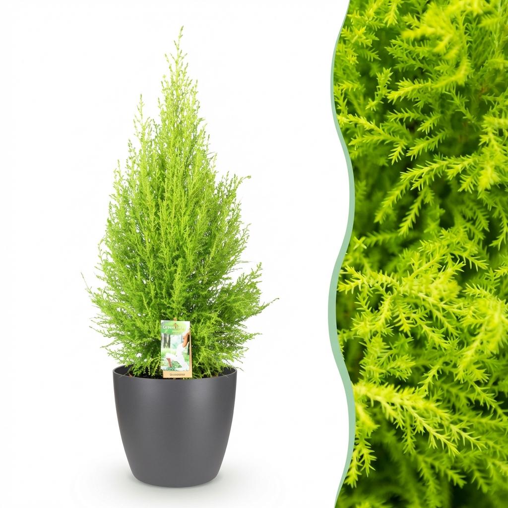 Cupressus Gold Crest Wilma (Zimmer-Lebensbaum) im grauen Kunststofftopf – Ø 21 cm, 85–95 cm hoch