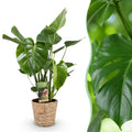 Monstera deliciosa (gatenplant) met mand – Ø21 cm, 70–80 cm hoog