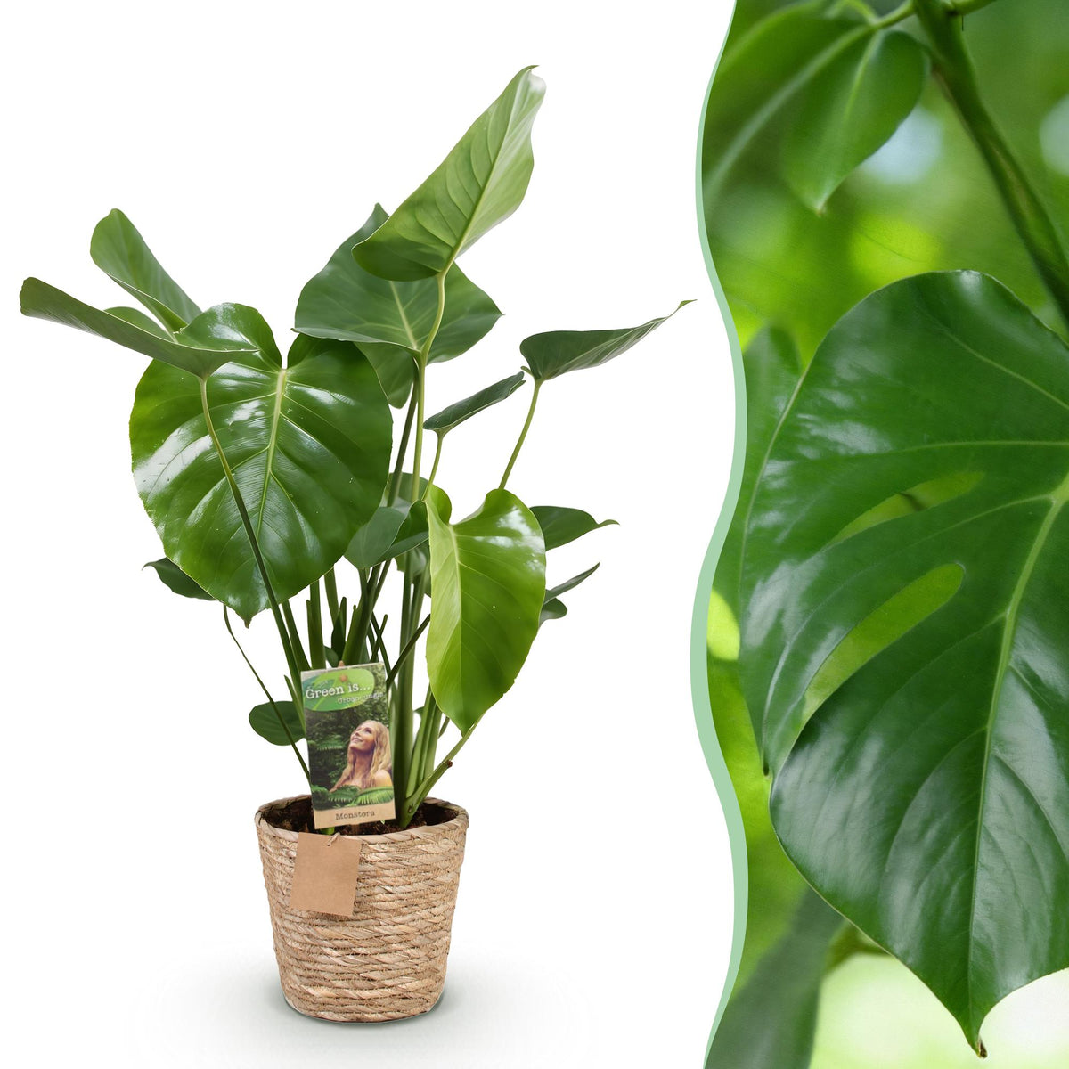 Monstera deliciosa (gatenplant) met mand – Ø21 cm, 70–80 cm hoog