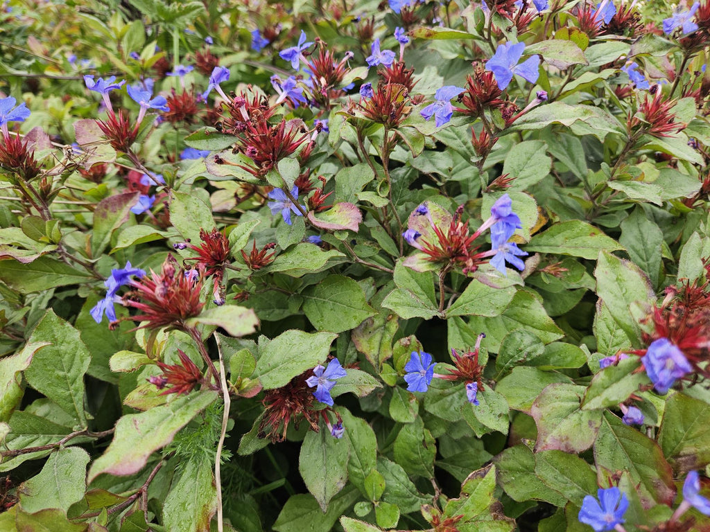 Ceratostigma plumbaginoides (Bleikraut) – 48 Pflanzen, Ø9 cm, 10–25 cm hoch – Bild 6