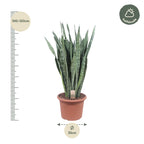 Sansevieria Zeylenica (mother-in-law's tongue) – Ø35 cm, 110 cm high