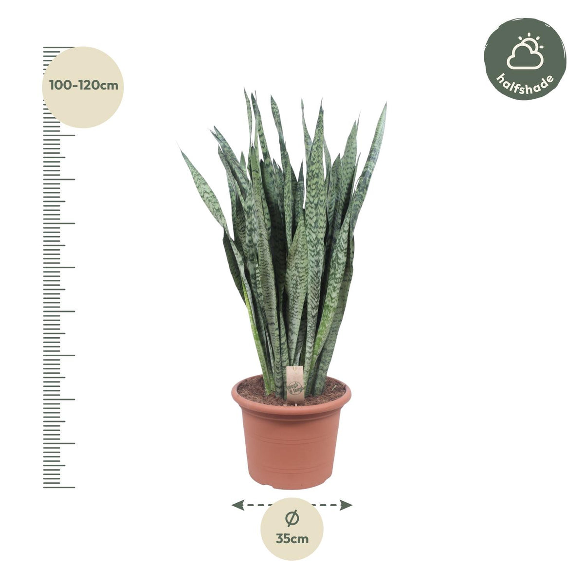 Sansevieria Zeylenica (mother-in-law's tongue) – Ø35 cm, 110 cm high – photo 2