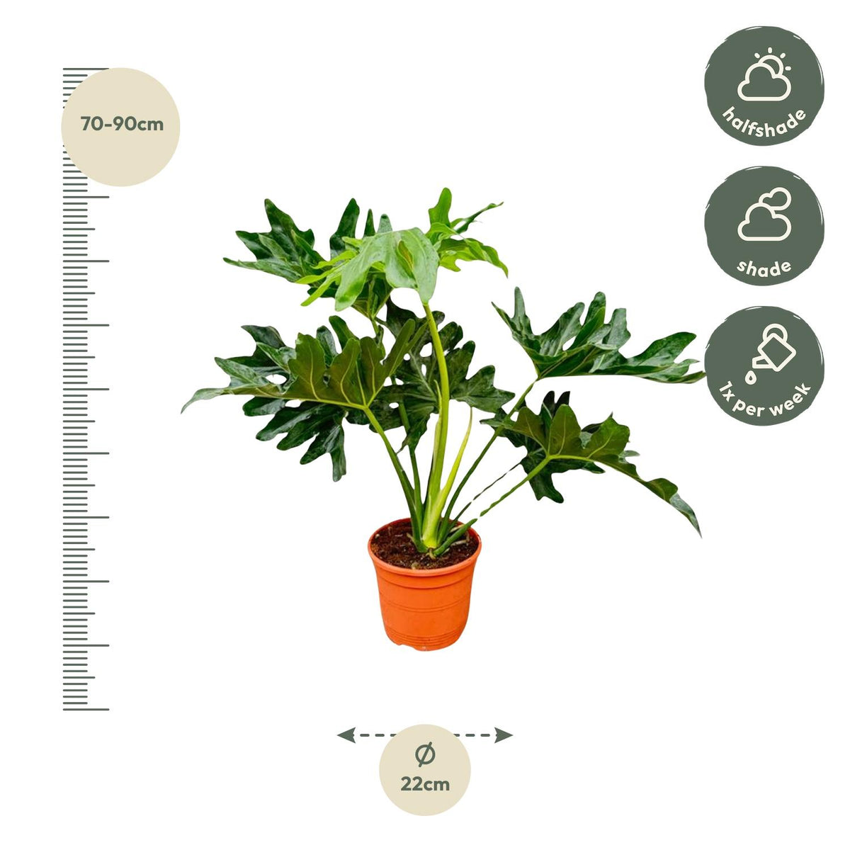 Philodendron selloum – Ø19 cm, 60 cm hög – bild 2