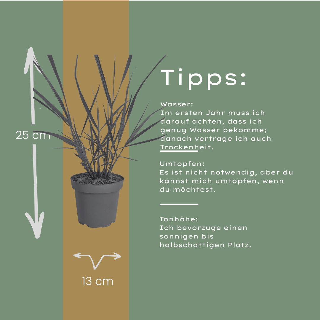 Panicum virgatum 'Rotstrahlbusch' (graminée ornementale aux couleurs automnales chaudes) – 6 plants, Ø12 cm – photo 6