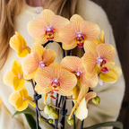 Phalaenopsis 'Niagara Falls' (orchidee) in Poppy sierpot peach – Ø12 cm