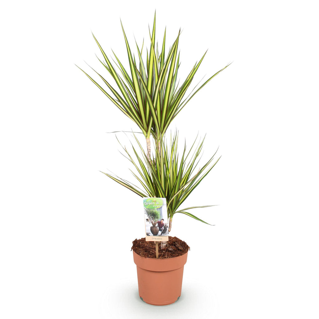 Dracaena Sunray (drakenboom) – Ø17 cm, 70–75 cm hoog