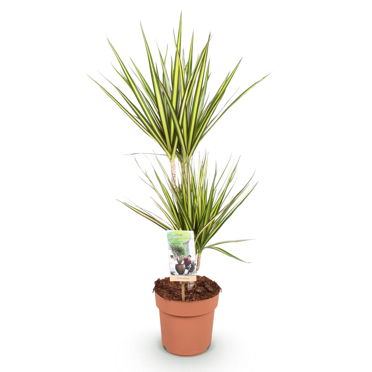 Dracaena Sunray (drakenboom) – Ø17 cm, 70–75 cm hoog