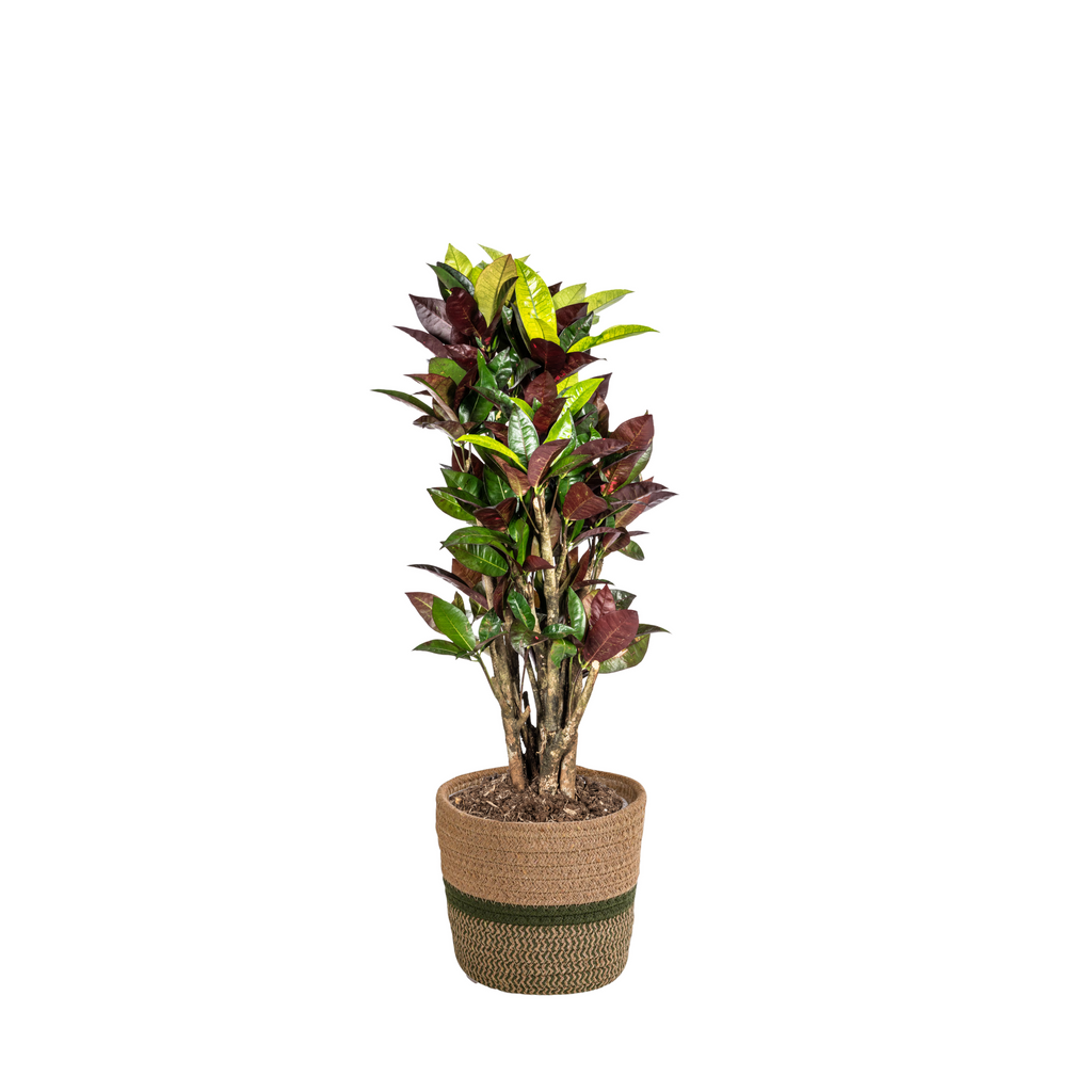 Codiaeum 'Croton' Iceton met mand – Ø21 cm, 60–80 cm hoog
