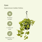 2× Scindapsus (Epipremnum) – Ø15 cm, 25 cm hoog