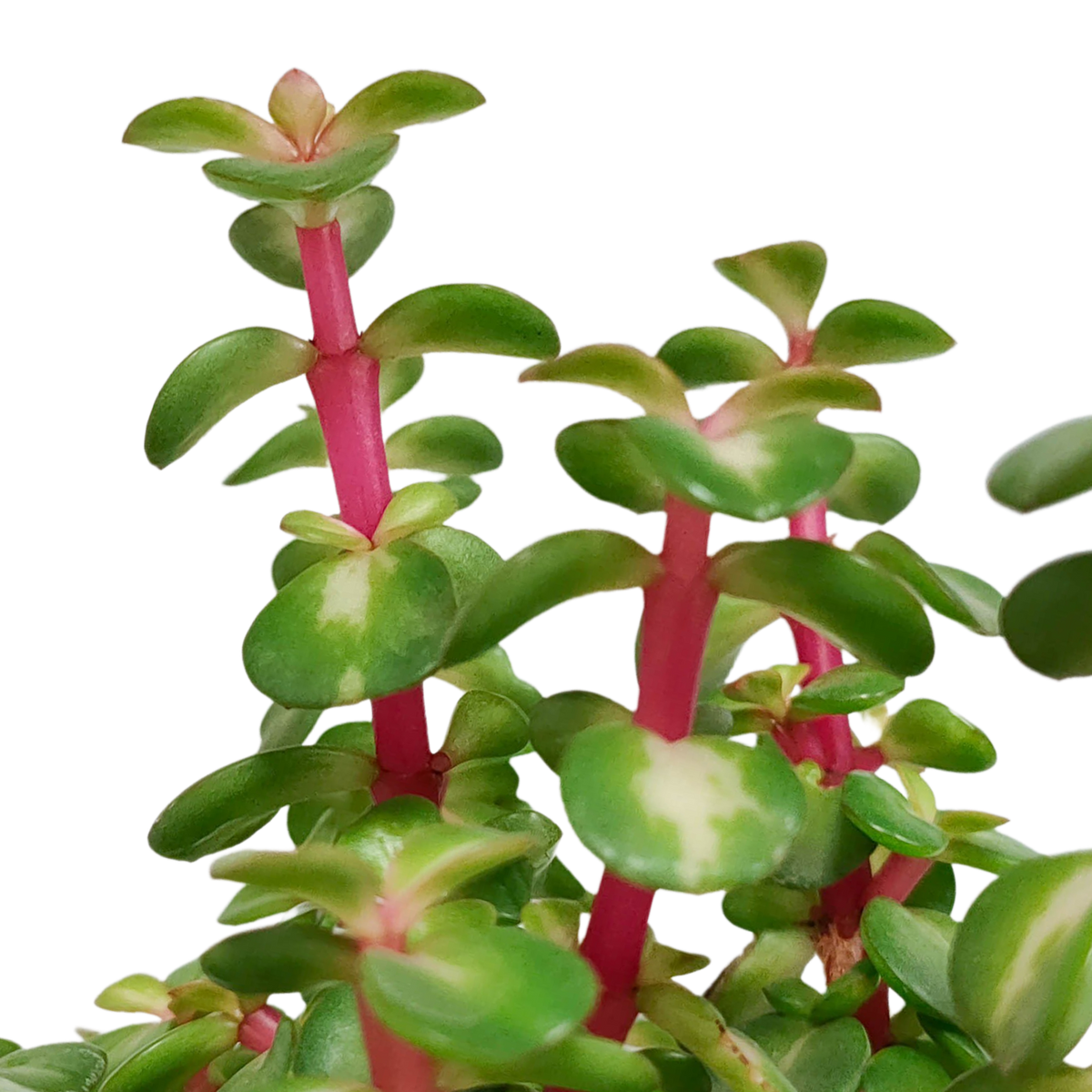 Portulacaria afra mediopicta (arbre à saucisses) dans un pot blanc – Ø11 cm, 25 cm de haut – photo 8