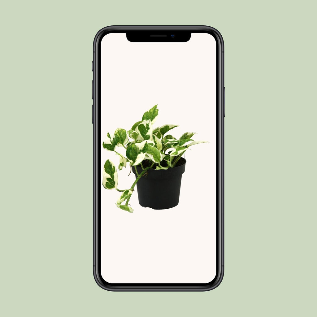 Epipremnum (scindapsus) – Ø12 cm, 15 cm de haut
