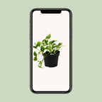 Epipremnum (scindapsus) – Ø12 cm, 15 cm de haut
