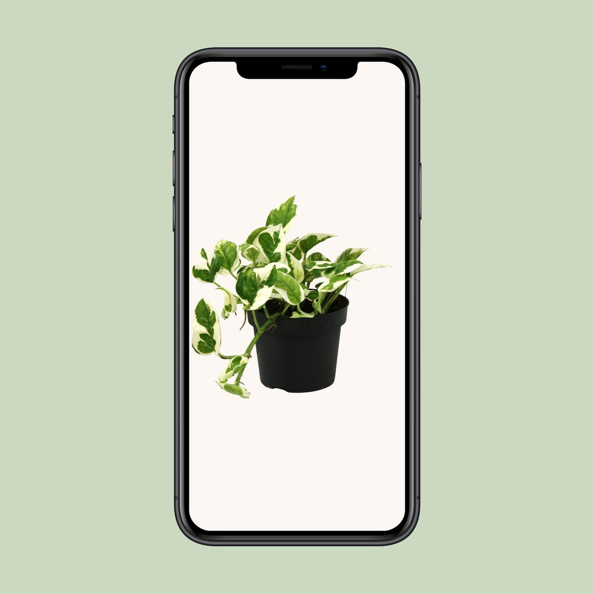 Epipremnum (scindapsus) – Ø12 cm, 15 cm hoog