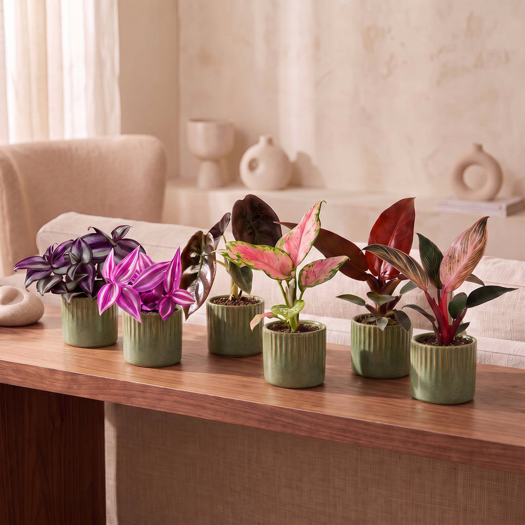6× Babyplantjes Paradise Mix incl. Linnea Olive – Ø6 cm, 10–15 cm hoog – foto 3