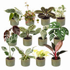 12× Coffret surprise de plantes d’intérieur incl. Linnea Olive – Ø6 cm, 5–15 cm de haut