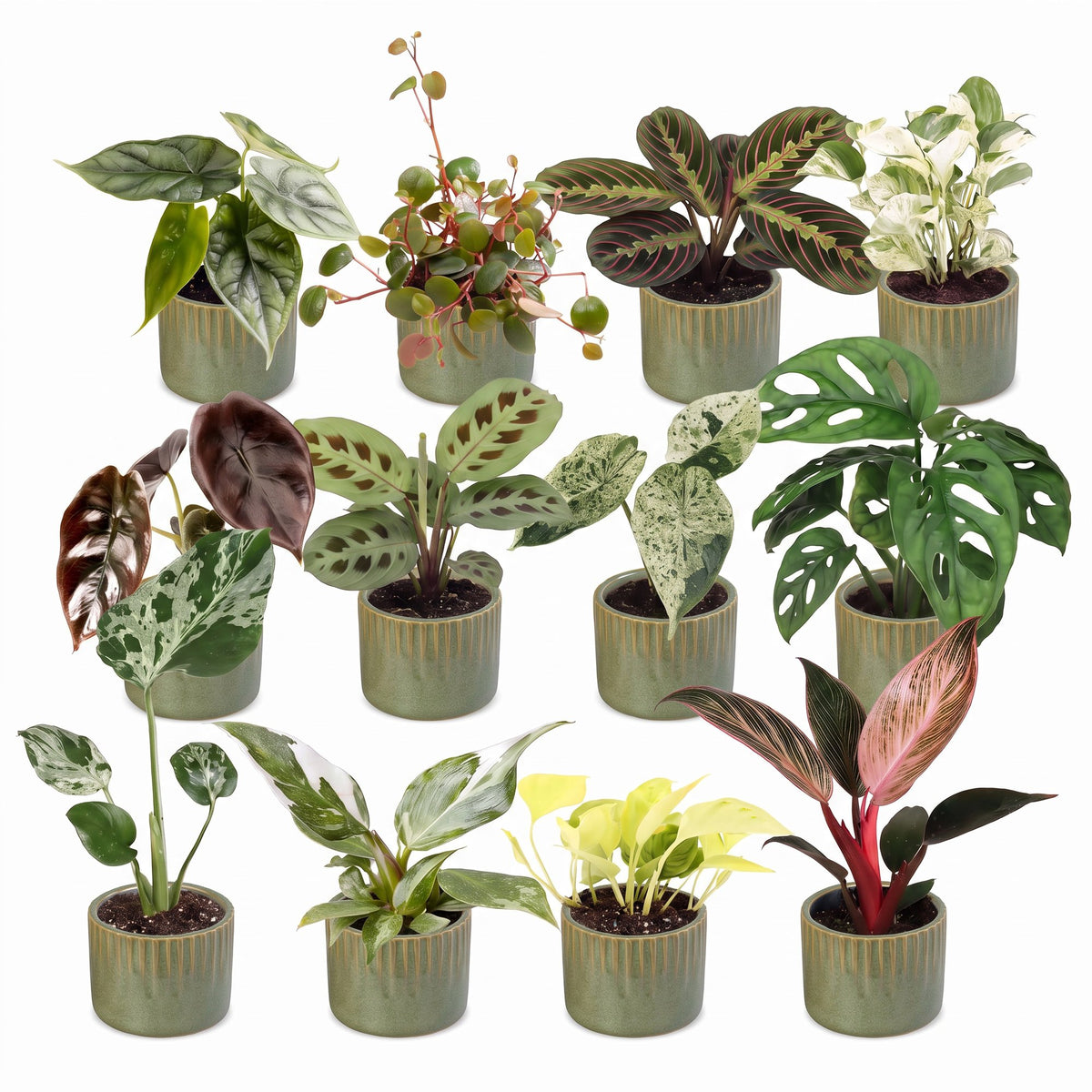 12× Coffret surprise de plantes d’intérieur incl. Linnea Olive – Ø6 cm, 5–15 cm de haut