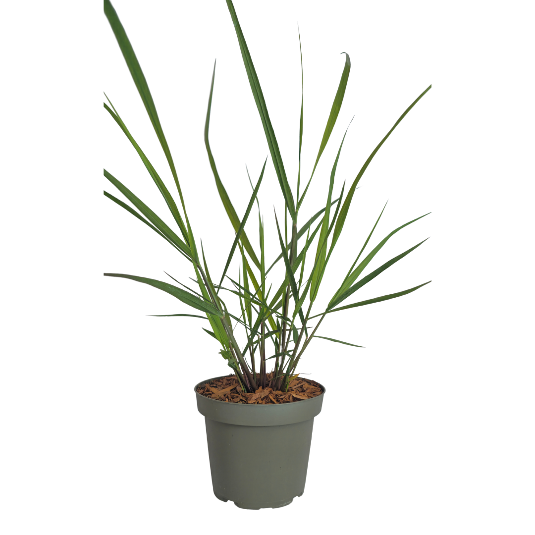 Panicum virgatum 'Rotstrahlbusch' (graminée aux couleurs automnales chaudes) – 3 plants, Ø12 cm – photo 4