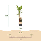 Actinidia 'Weiki & Hayward, Ken,s Red, Golden Kiwi' (plant de kiwi) – Ø15 cm, 50 cm de haut