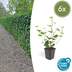 Hedera hibernica (ivy) – 6 plants, Ø9 cm, 10–25 cm high