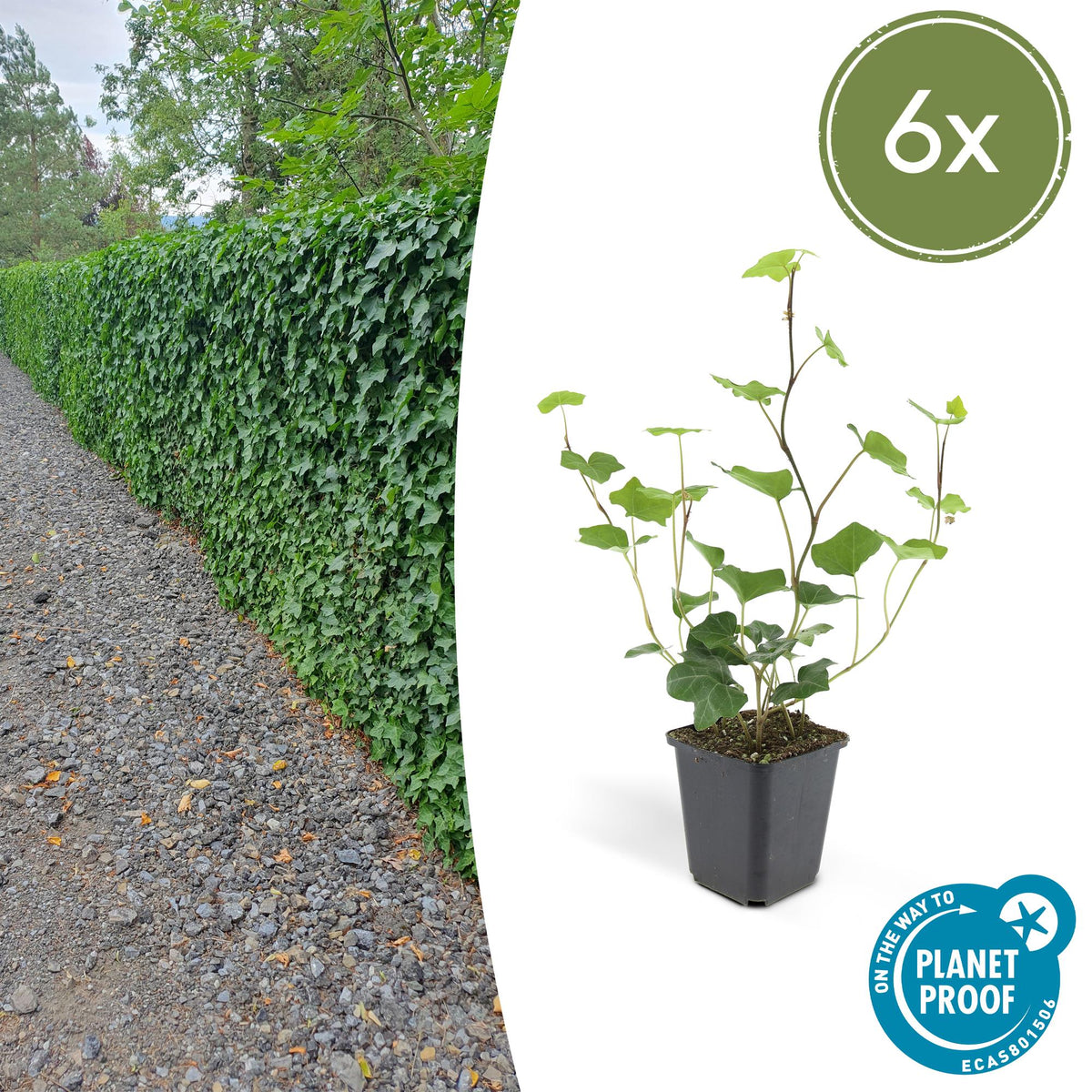Hedera hibernica (klimop) – 6 planten, Ø9 cm, 10–25 cm hoog
