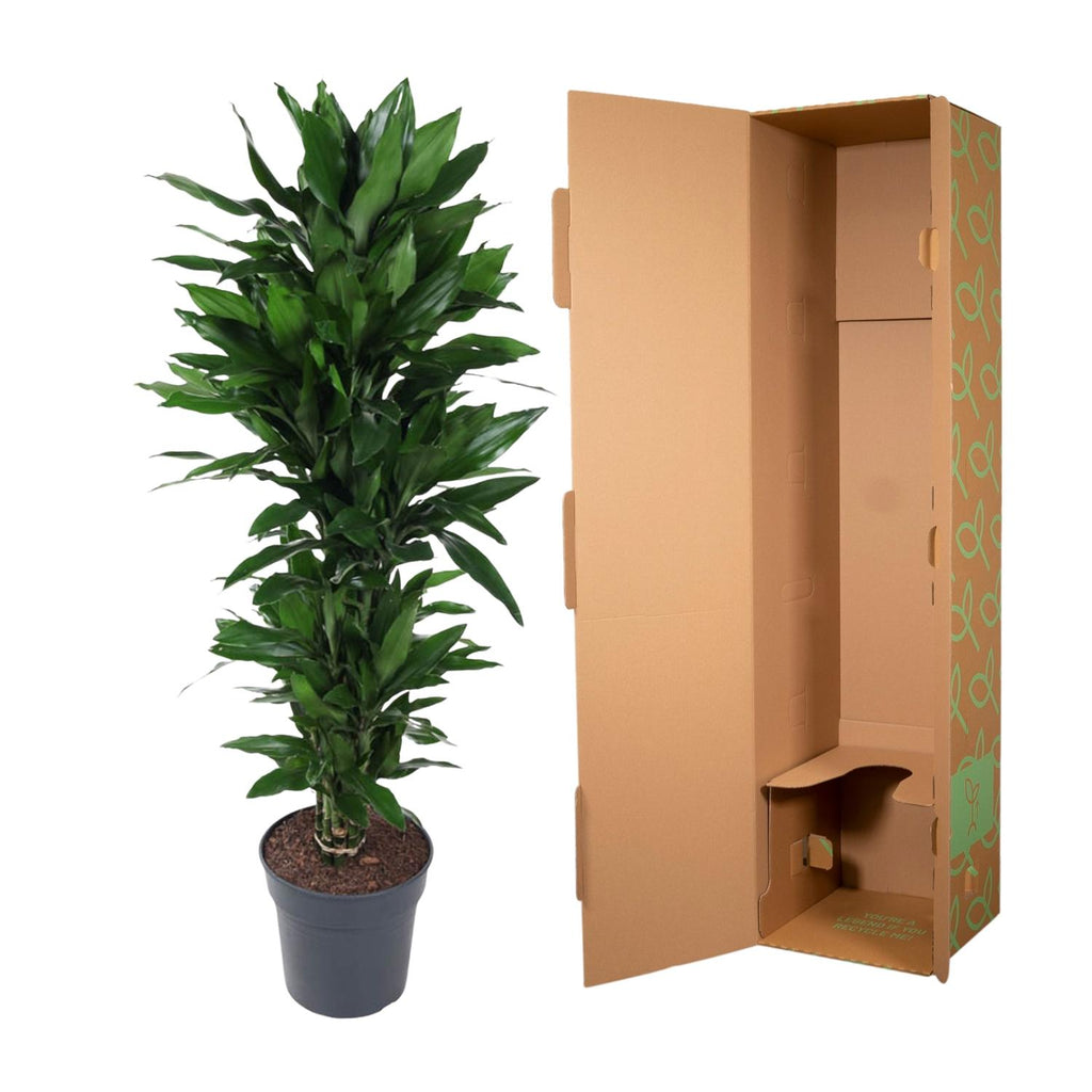 Dracaena Janet Lind vertakt (drakenboom) – Ø27 cm, 140 cm hoog