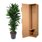 Dracaena Janet Lind vertakt (drakenboom) – Ø27 cm, 140 cm hoog