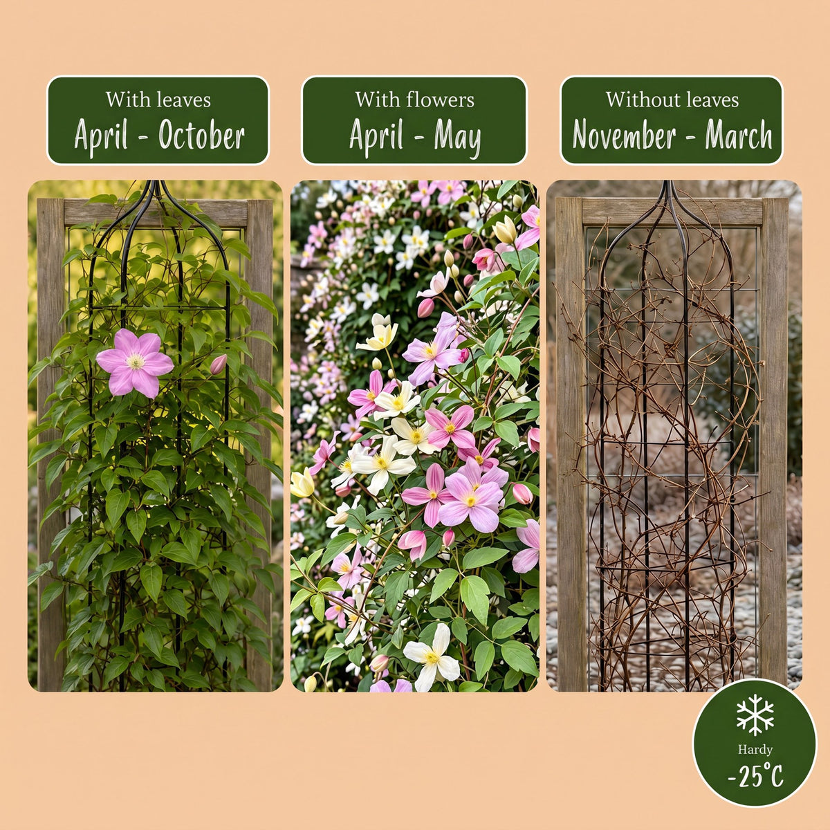 Clematis montana 'Tricolour' (mountain clematis) – white-light pink – 9 plants, Ø9 cm, 35 cm high – photo 6