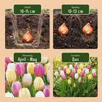 Tulpenmix 'Sorbet' – 24 Blumenzwiebeln (Zwiebelgröße 11/12)