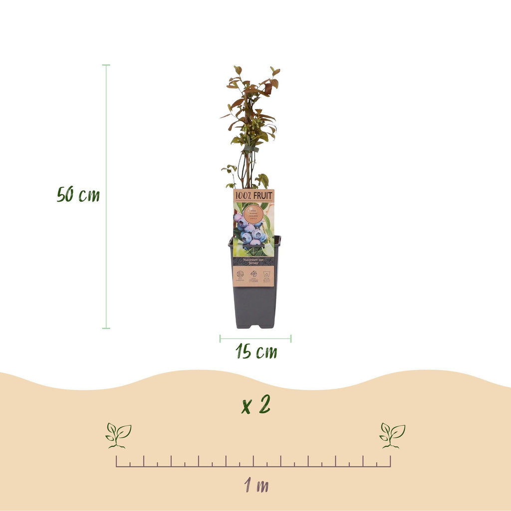 Vaccinium corymbosum 'Jersey' (blueberry) – 2 plants, Ø15 cm, 50 cm high – photo 3