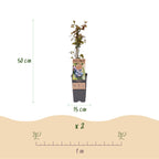 Vaccinium corymbosum 'Jersey' (blueberry) – 2 plants, Ø15 cm, 50 cm high