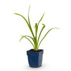 Hemerocallis 'Summer Wine' (Taglilie) – violett – Ø 11 cm, 15–25 cm hoch