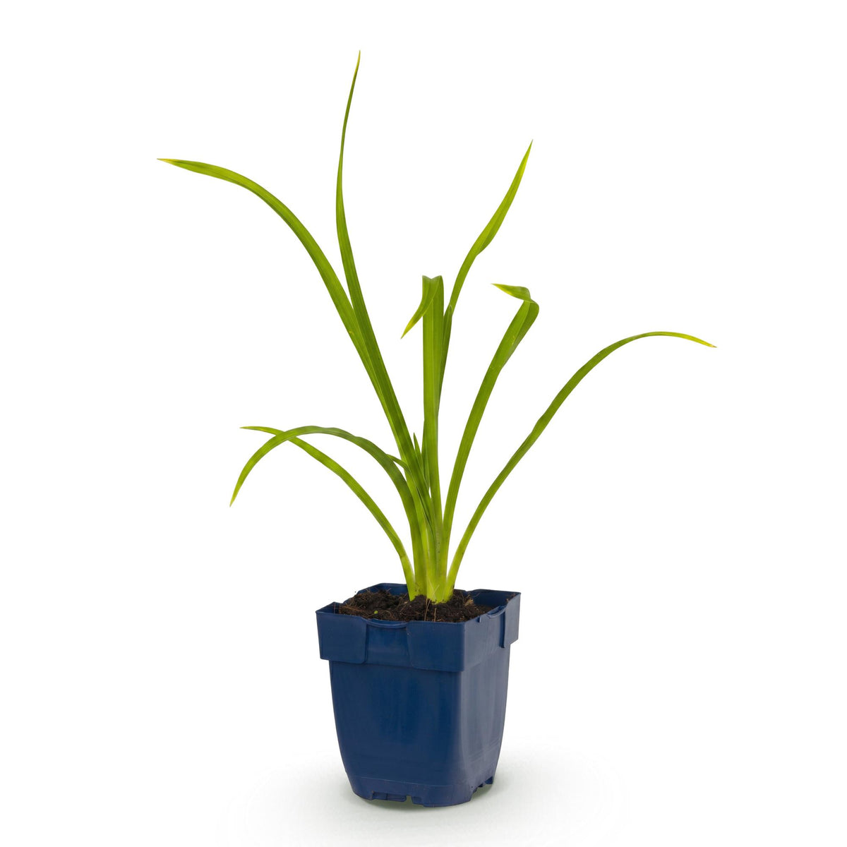 Hemerocallis 'Summer Wine' (daglelie) – paars – Ø11 cm, 15–25 cm hoog